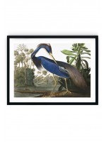 Louisiana Heron Giclee Print