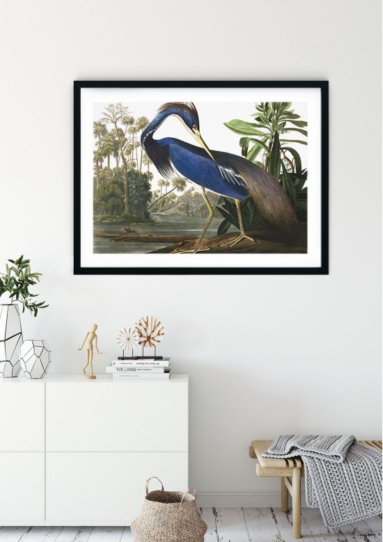 Louisiana Heron Giclee Print