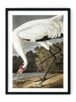 Whooping Crane Giclee Print