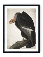 Vulture Giclee Print