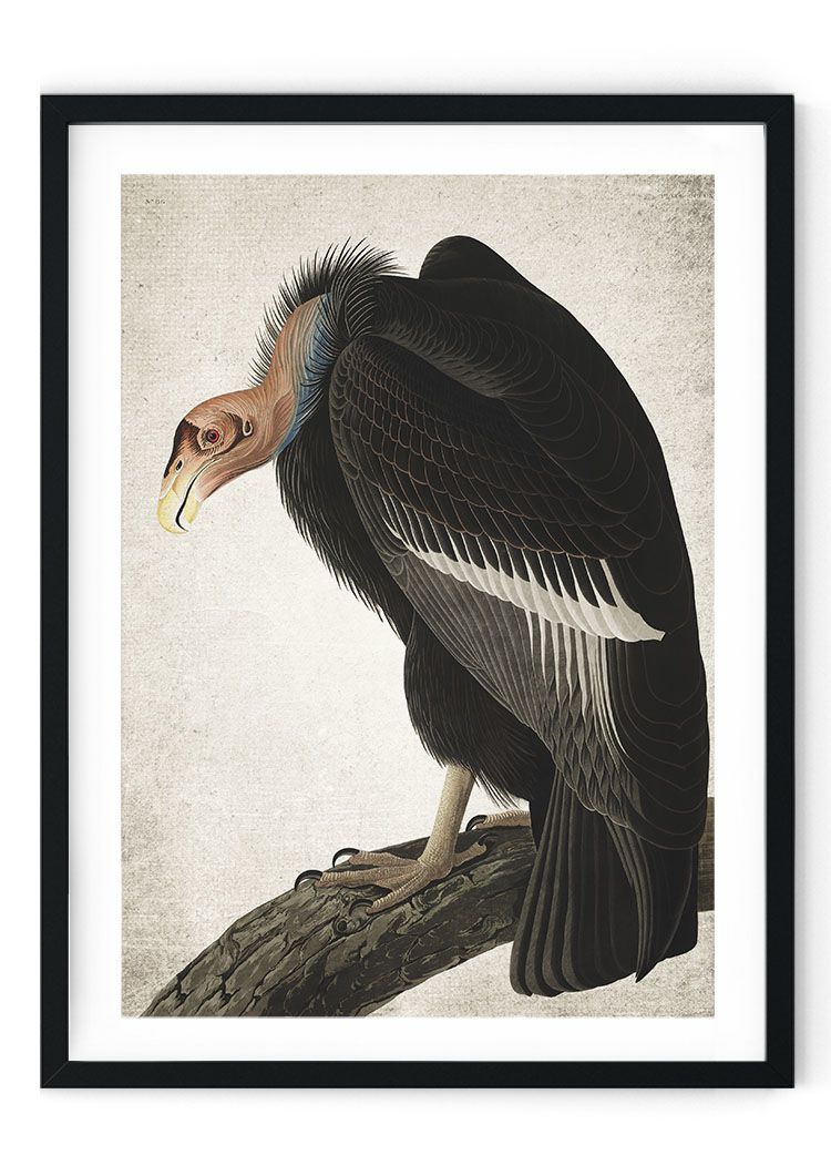 Vulture Giclee Print