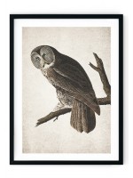 Owl Giclee Print
