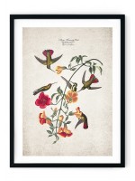 Hummingbird Giclee Print