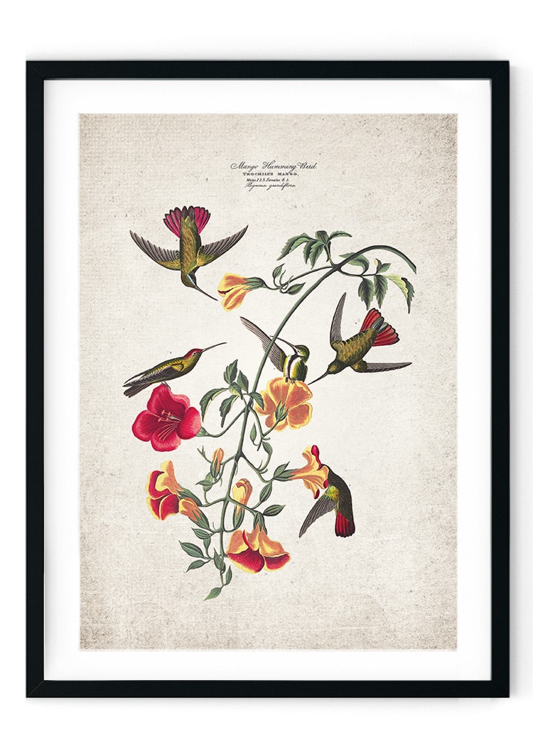 Hummingbird Giclee Print