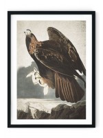 Eagle Giclee Print