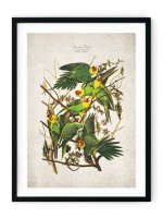 Carolina Parot Giclee Print