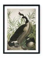 Canada Goose Giclee Print