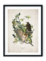 Broadwing Hawk Giclee Print