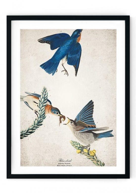 Bluebird Giclee Print