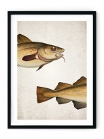 Cod Fish Giclee Print