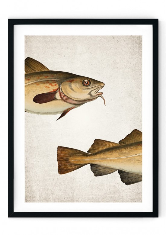 Cod Fish Giclee Print