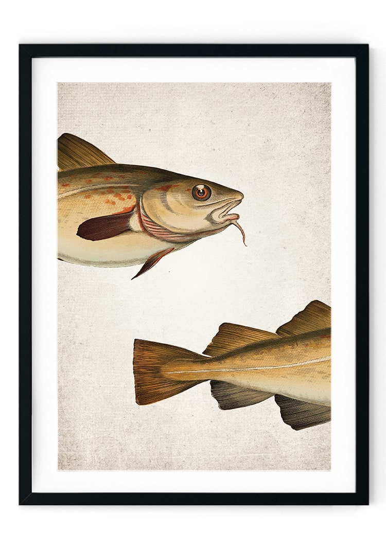 Cod Fish Giclee Print