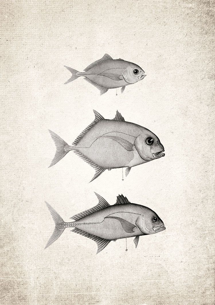 Black & White Fish Giclee Print