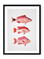 Pink Piranha Giclee Print