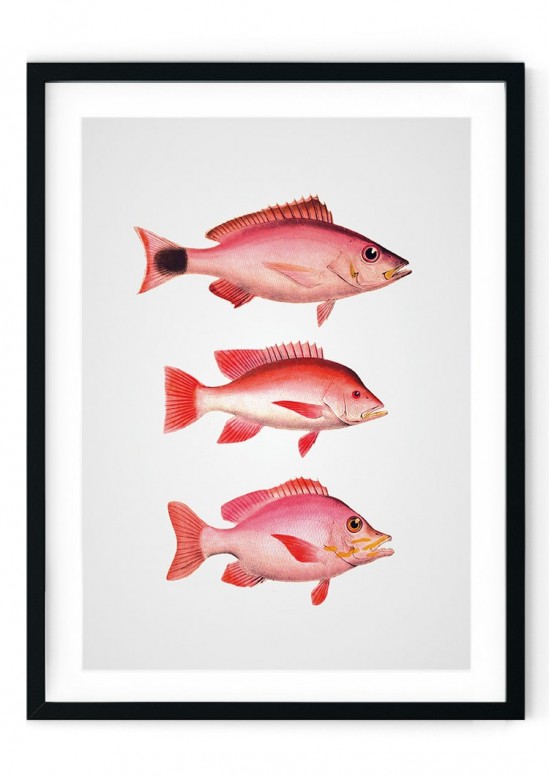 Pink Piranha Giclee Print