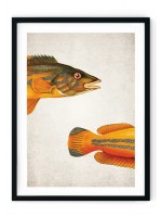 Cook Fish Giclee Print
