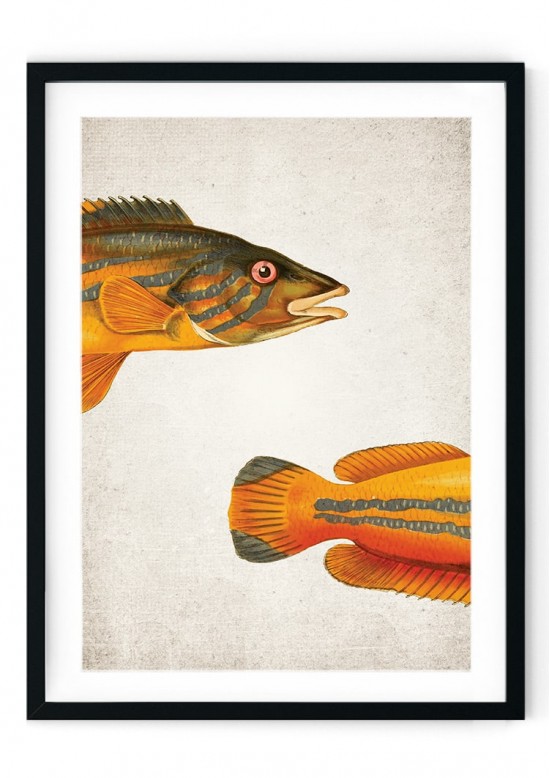 Cook Fish Giclee Print