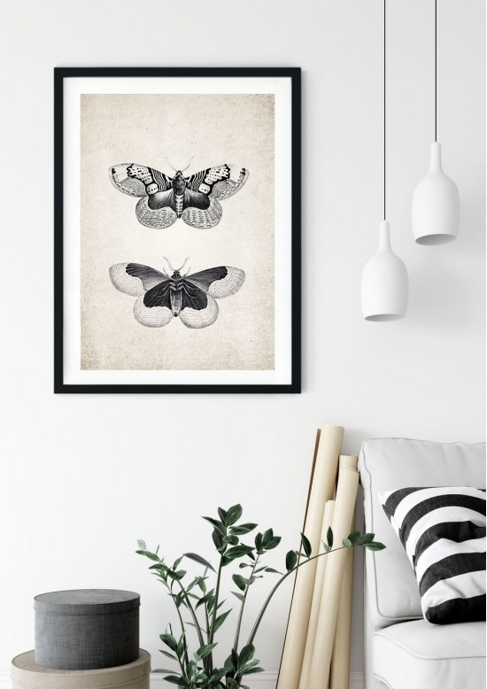 Brahmaea Moth Giclee Print