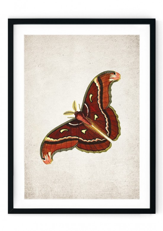 Atlas Moth Giclee Print