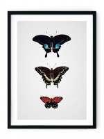 Papilio Trio Giclee Print