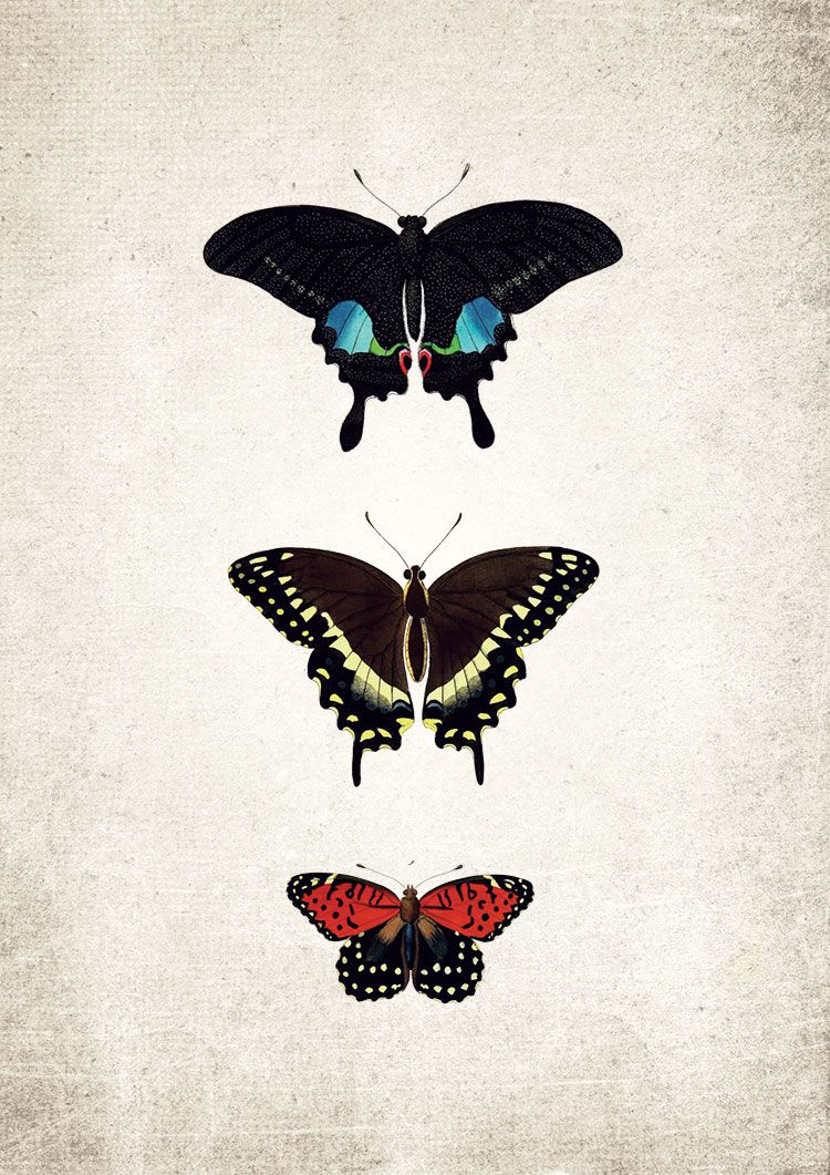 Papilio Trio Giclee Print