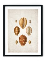 Sea Shells #1 Giclee Print