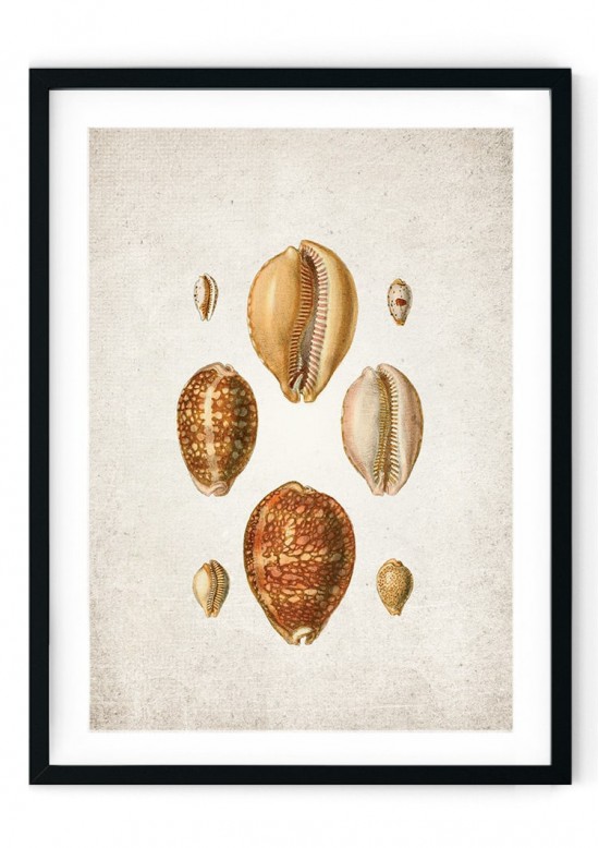 Sea Shells #1 Giclee Print