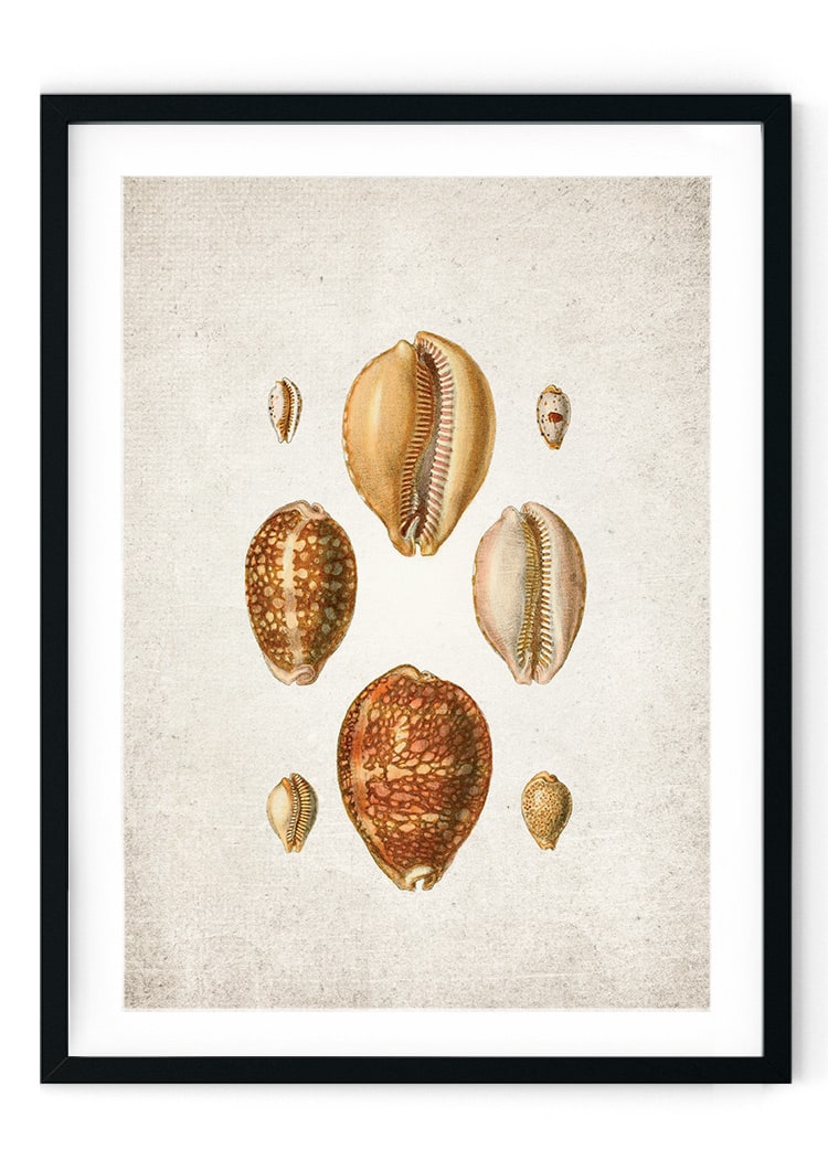Sea Shells #1 Giclee Print