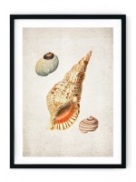 Sea Shells #2 Giclee Print