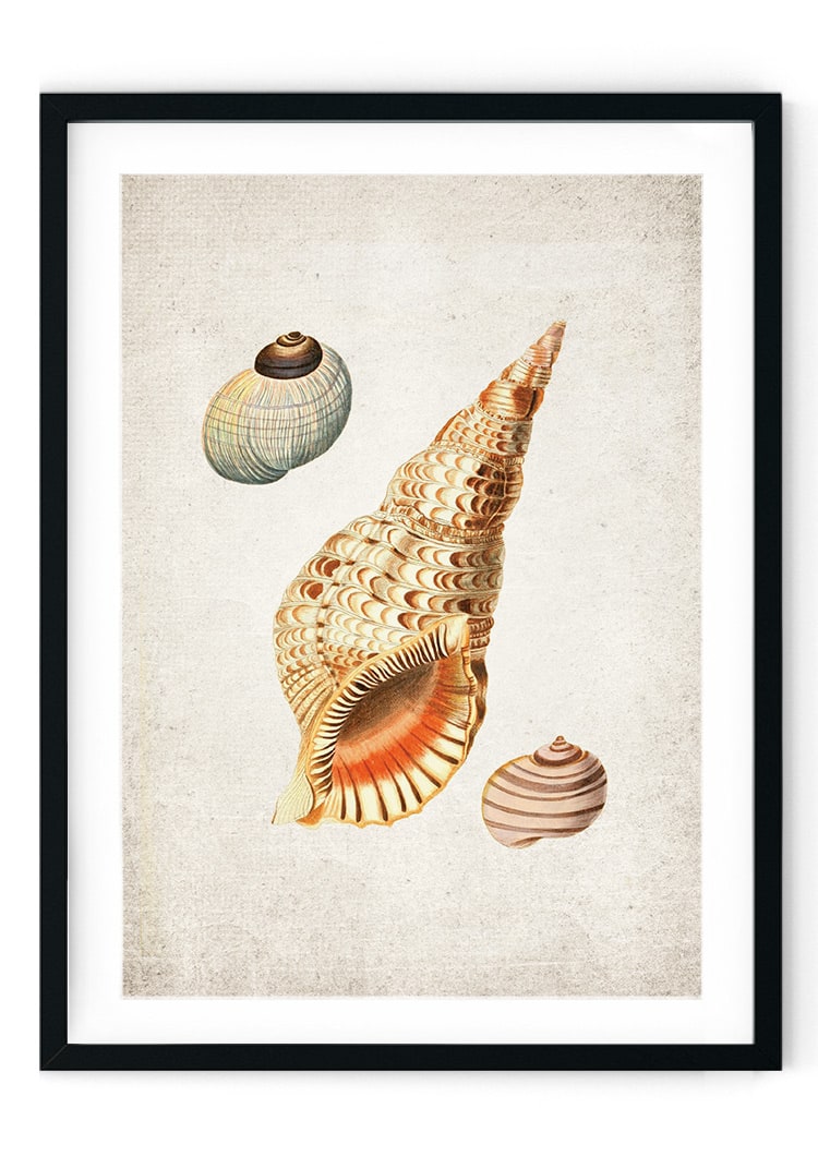 Sea Shells #2 Giclee Print