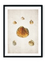 Sea Shells #3 Giclee Print