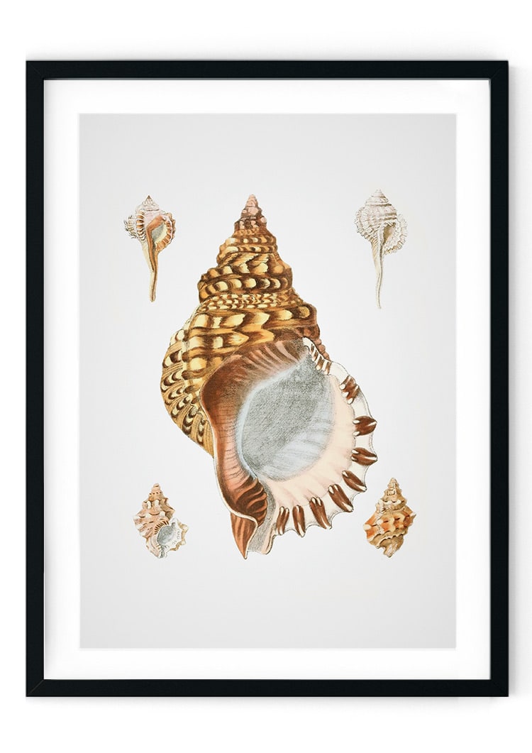 Sea Shells #4 Giclee Print