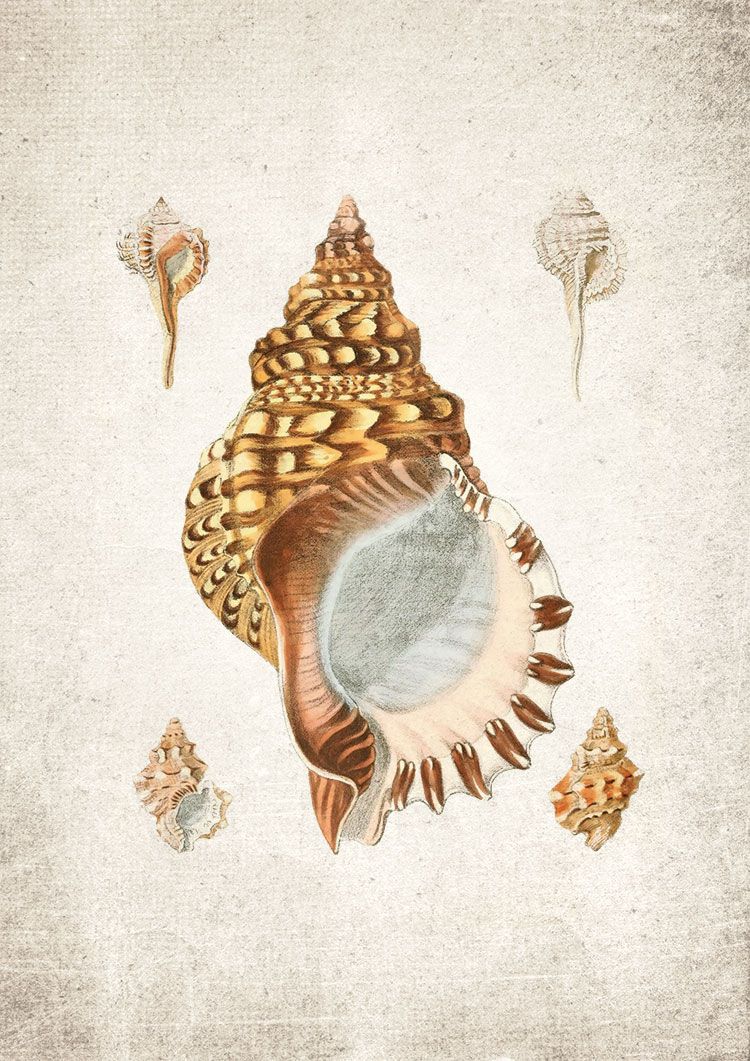 Sea Shells #4 Giclee Print