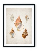 Sea Shells #5 Giclee Print