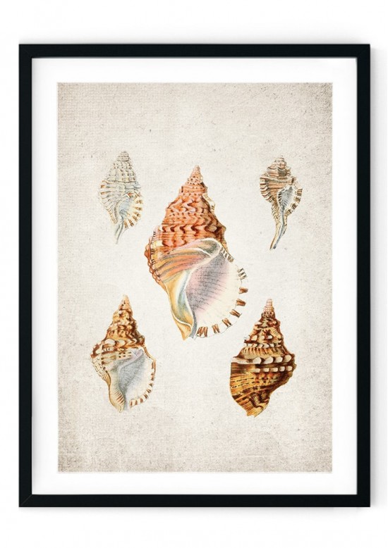 Sea Shells #5 Giclee Print
