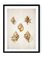 Sea Shells #6 Giclee Print