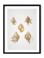 Sea Shells #7 Giclee Print