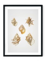 Sea Shells #7 Giclee Print
