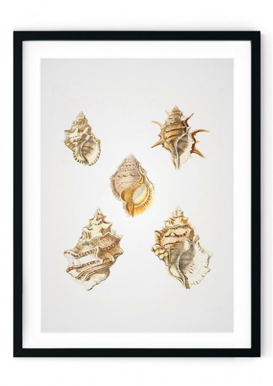 Sea Shells #7 Giclee Print