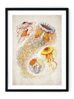 Jellyfish Giclee Print