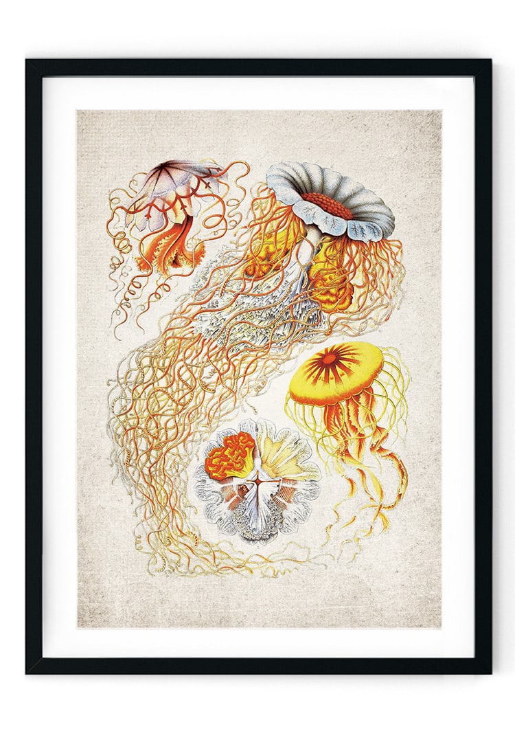 Jellyfish Giclee Print