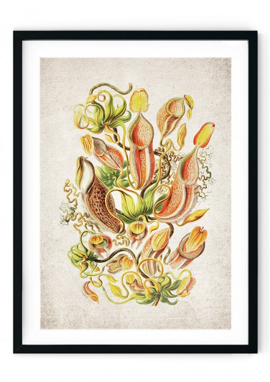 Fly Trap Plant Giclee Print