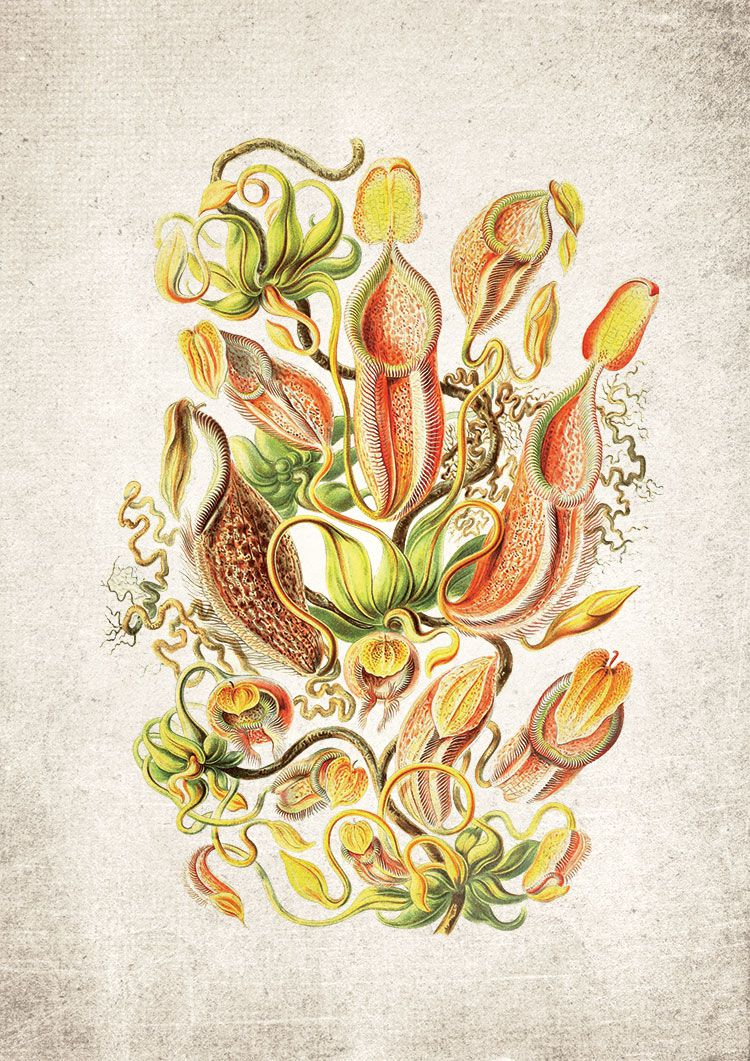 Fly Trap Plant Giclee Print