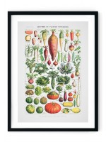 Vegatables Giclee Print