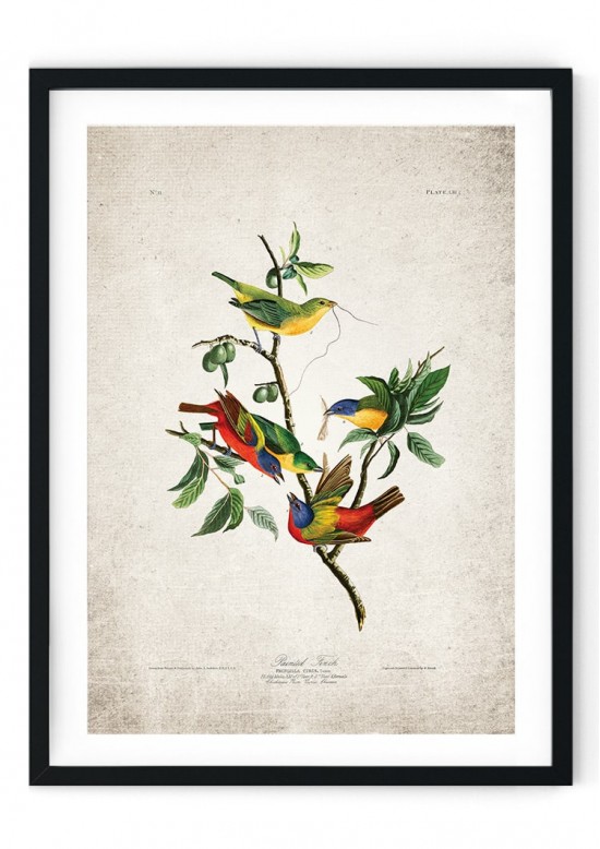 Vintage Finch Bird Giclee Print