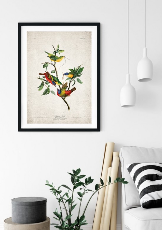 Vintage Finch Bird Giclee Print
