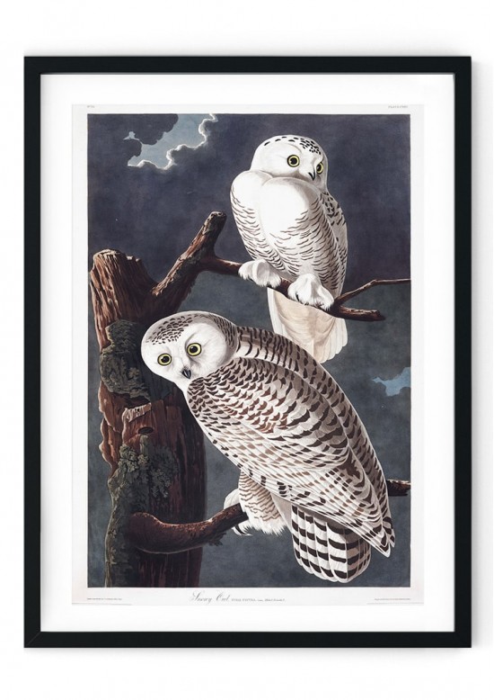 Vintage Snowy Owl Giclee Print