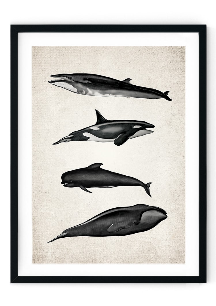 Whale Group Giclee Print