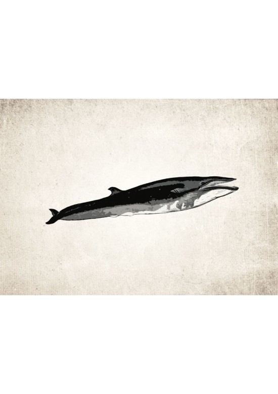 Humpback Whale Giclee Print