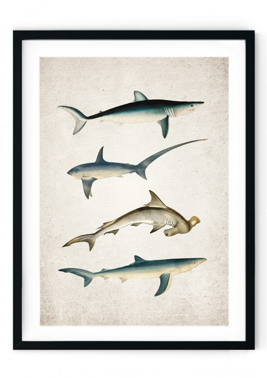 Shark Giclee Print